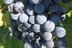 IMG_20200926_111759-scaled